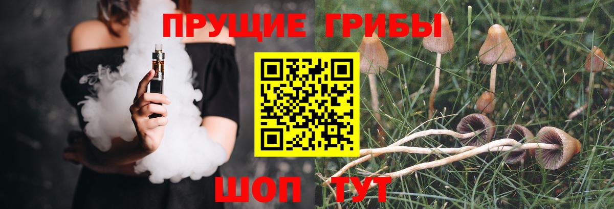 Чернушка  цена наркотик  Псилоцибиновые грибы ЛСД  Вход с VPN  Псилоцибиновые грибы Cubensis 